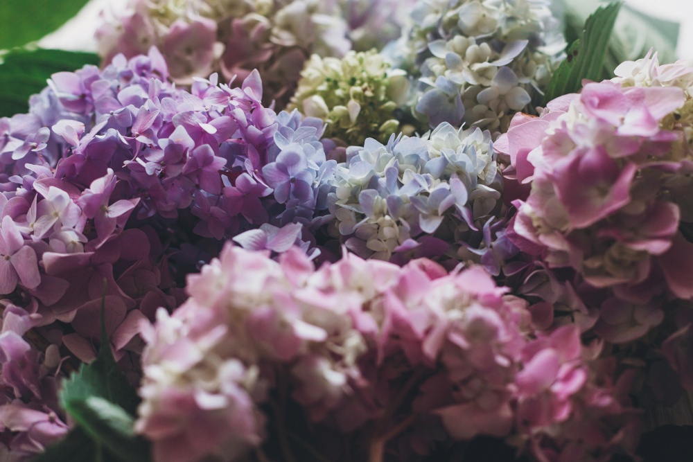 why-are-hydrangeas-the-most-magnificent-flowers-1